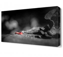 Tek Yaprak Tablosu (1)