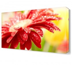 Çiğ ve Kasımpatı Tablosu (1)