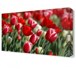 Gelincik Bahçesi2  Tablosu