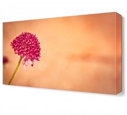 Karahindiba4 Tablosu