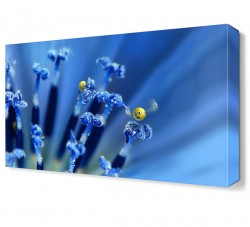 Mavi Suratlar Tablosu