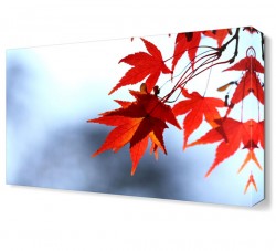 Kırmızı Yapraklar Tablosu