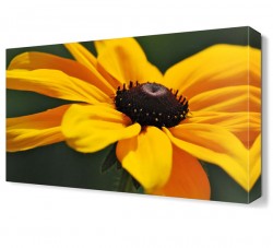 Sarı Papatya5 Tablosu