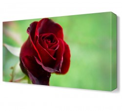 Red Rose Tablosu