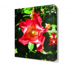 Aslan Ağzı2 Tablosu