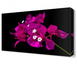 Begonvil Çiçeği Tablosu