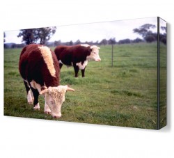 Otlanan İnekler Tablosu