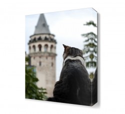 Galata Köprüsü ve Kedi Tablosu