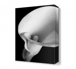 Beyaz Çiçek Tablosu