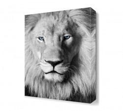 Yeleli Siyah Beyaz Aslan Tablosu