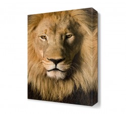 Yeleli Aslan Tablosu