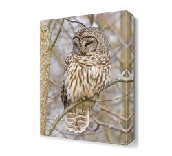 Daldaki Baykuş Tablosu