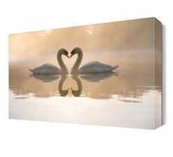 Kuğuların Aşkı2 Tablosu