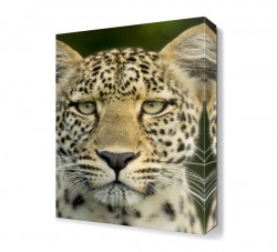 Aslan Yüzü Tablosu