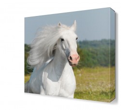 Beyaz Asil At Tablosu