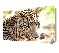 Aslan 2 Canvas Tablo