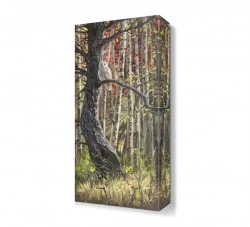 Ağaçtaki Baykuş Tablosu