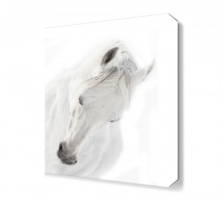 Beyaz At 2 Canvas Tablo
