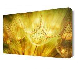 Sarı Karahindiba Tablosu