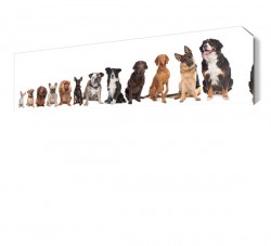 Küçükten Büyüğe Köpek Tablosu
