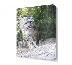 Siyah Beyaz Leopar Tablosu