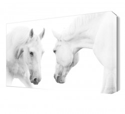 Beyaz At 3 Canvas Tablo