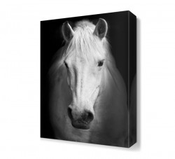 Beyaz At Siyah Gölge Tablosu