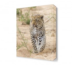 Leopar Tablosu