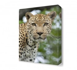 Poz Veren Aslan Tablosu