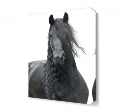 Sevimli Siyah At Tablosu