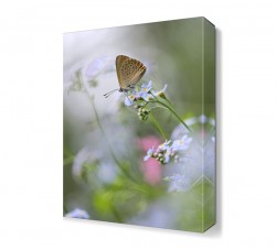 Çiçekteki Kelebek Tablosu