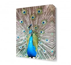 Sevimli Tavus Kuşu Tablosu