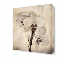 Beyaz Küçük Çiçek Tablosu