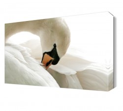 Tüylerini Temizleyen Kuğu Tablosu