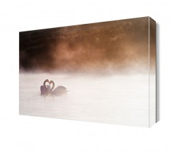 Sisli Hava Kuğuların Aşkı Tablo