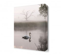 Akarsu Kuğu Tablosu