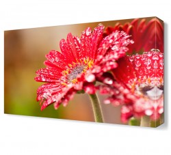 Çiğ ve Kasımpatı2 Tablosu