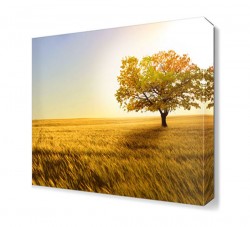 Tarlada Ağaç Canvas Tablo