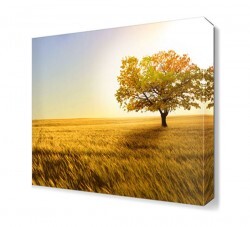 Tarlada Ağaç Canvas Tablo (1)