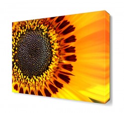 Ay Çiçeği Tablosu