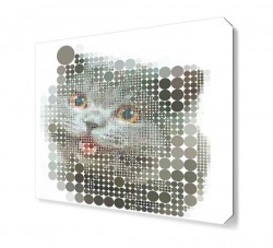 Dairelerden Kedi Tablosu