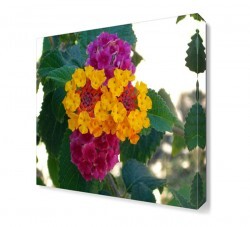 Aeonyum Çiçeği Tablosu (1)