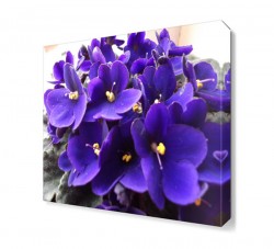 Afrika Menekşesi Tablosu