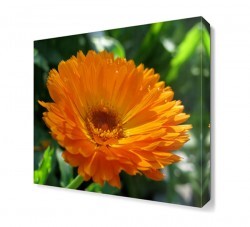 Aynı Sefa Tablosu (1)