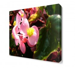 Begonya Çiçeği Tablosu (1)
