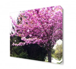 Erguvan Ağacı ve Çiçeği Tablosu - Thumbnail