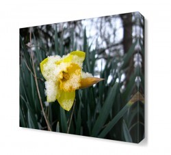 Fulya Çiçeği Tablosu (1)