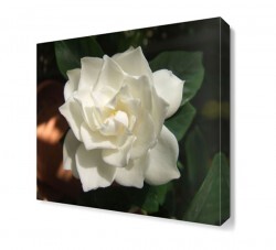 Gardenya Çiçeği Tablosu (1)