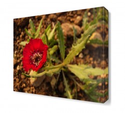 Gerbera Çiçeği Tablosu