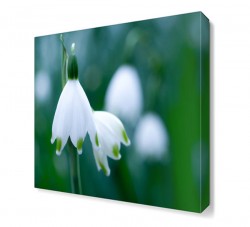 Kardelen Çiçeği Tablosu